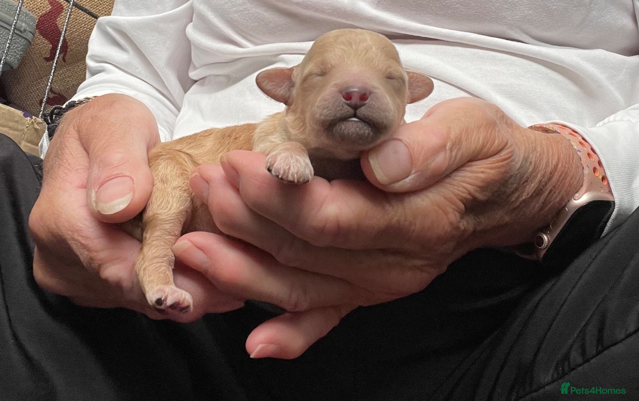 Toy Poodle dogs KC registered Toy Poodles - Advert 2