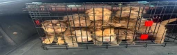 Shar Pei dogs for stud: Choc and tan top quality Sharpei stud  - Advert 28