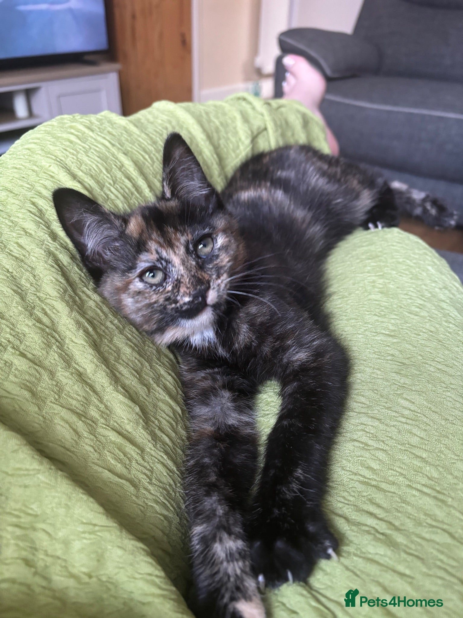 British Shorthair cats 5 Month Kitten - Advert 3