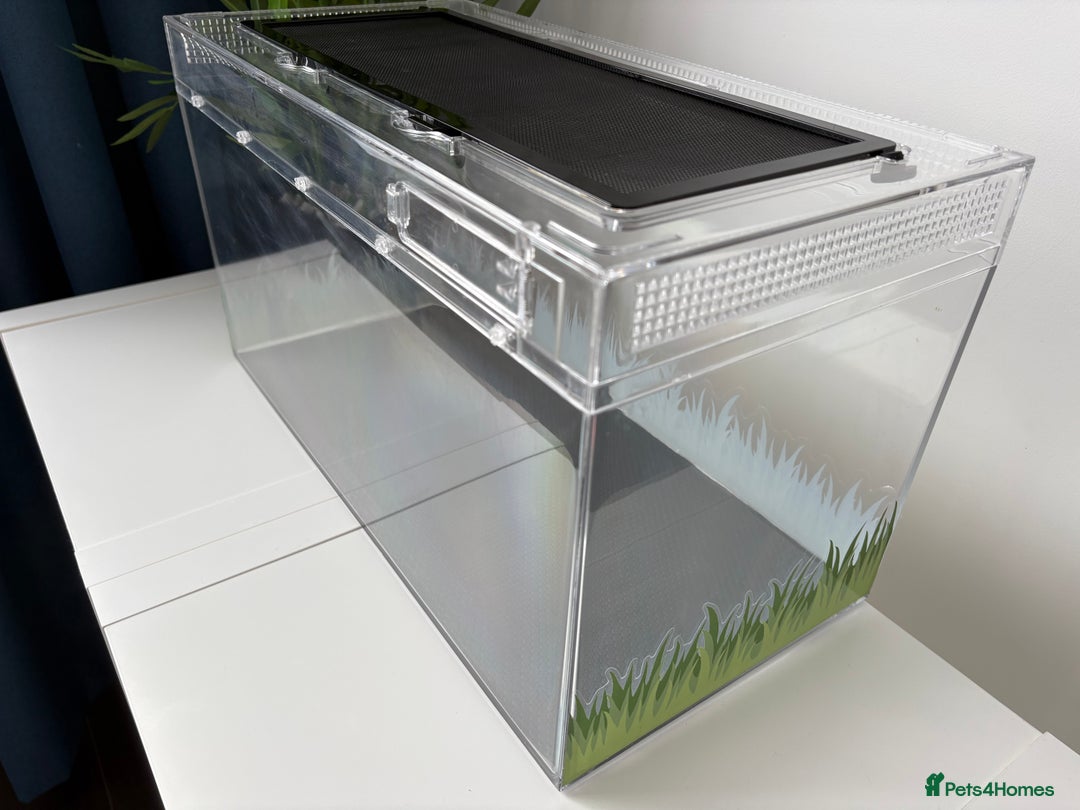 Bearded Dragon reptiles for sale: Young Dragon + Premium Setup *No Offers* Save £££ - Advert 3