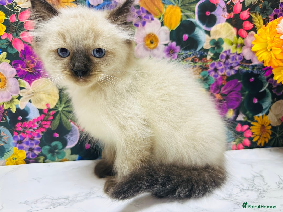 Ragdoll cats for sale: Beautiful Ragdoll Kittens  - Image 15