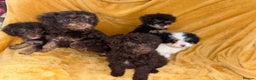 Cavapoo dogs for sale: Ready now Cavapoo puppies for sale  - Advert 9