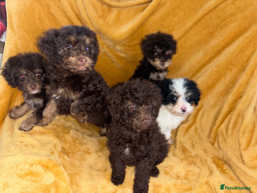 Cavapoo dogs for sale: Ready now Cavapoo puppies for sale  - Advert 9