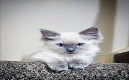 Ragdoll cats for sale: Purebred Ragdoll Girl - Image 1