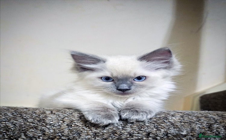 Ragdoll cats - Advert 4