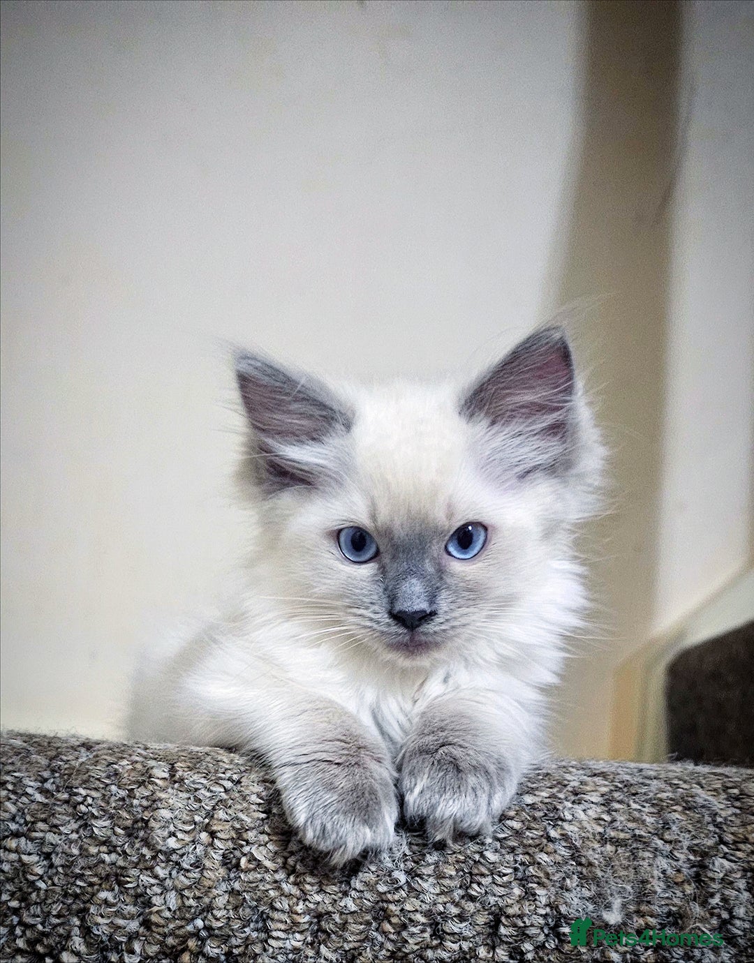 Ragdoll cats for sale: Purebred Ragdoll Girl - Image 1