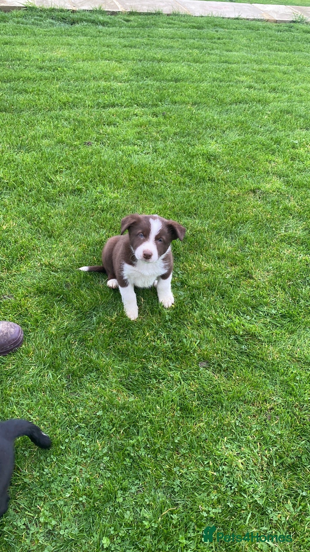 Mixed Breed dogs for sale: Beautiful Kelpie/Collie cross puppies - Advert 1