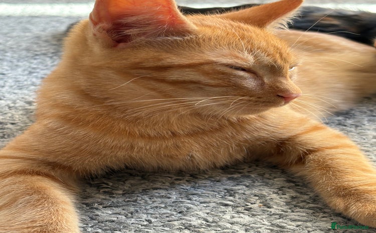 Domestic Shorthair cats - Advert 1