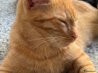 Domestic Shorthair cats - Advert 18