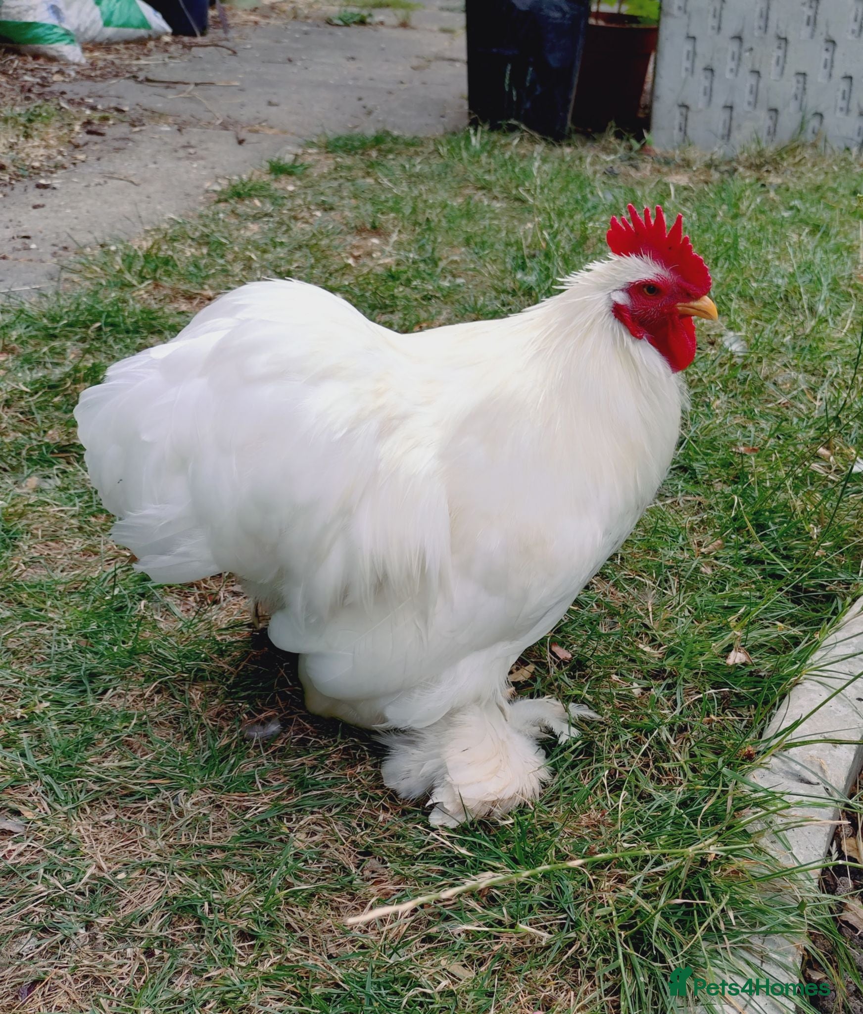 Chickens poultry Free to a good home - cockerel - Advert 1