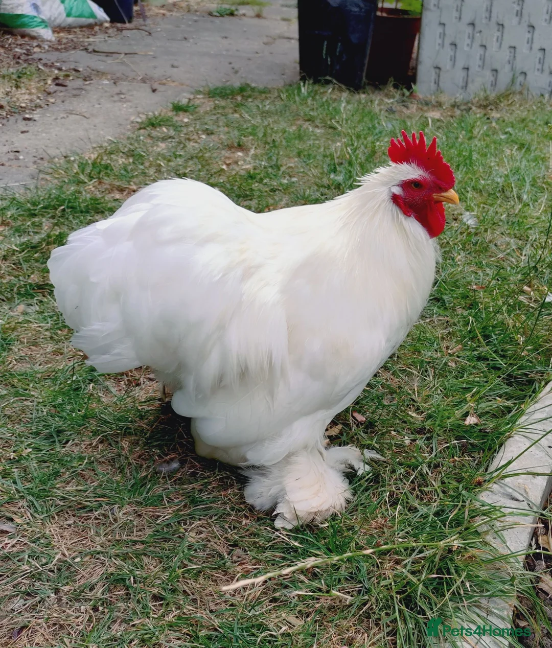 Chickens poultry for sale: Free to a good home - cockerel in Newmarket - Advert 1