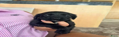 Cocker Spaniel 2