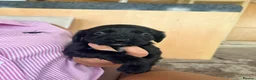 Cocker Spaniel dogs for sale: Cocker spaniel puppies  - Advert 2
