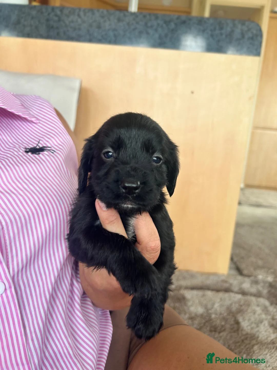 Cocker Spaniel dogs for sale: Cocker spaniel puppies  - Advert 2
