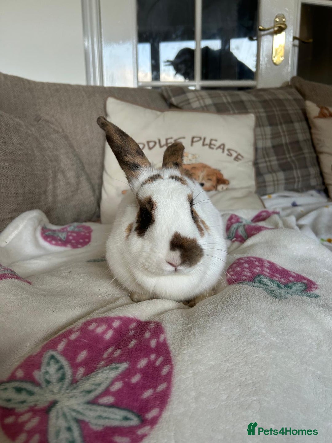 Mini Lop rabbits for sale:  Adorable Bonded Rabbits Looking for a Loving Home - Image 6