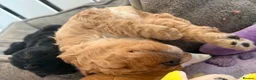 Australian Labradoodle dogs for sale: Multigenerational Australian labradoodles  - Advert 8
