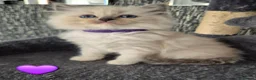 Ragdoll cats for sale: DNA tested Ragdoll kittens  - Advert 22