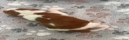 Welsh Springer Spaniel dogs for sale: KC Registered puppy girl available  - Advert 3