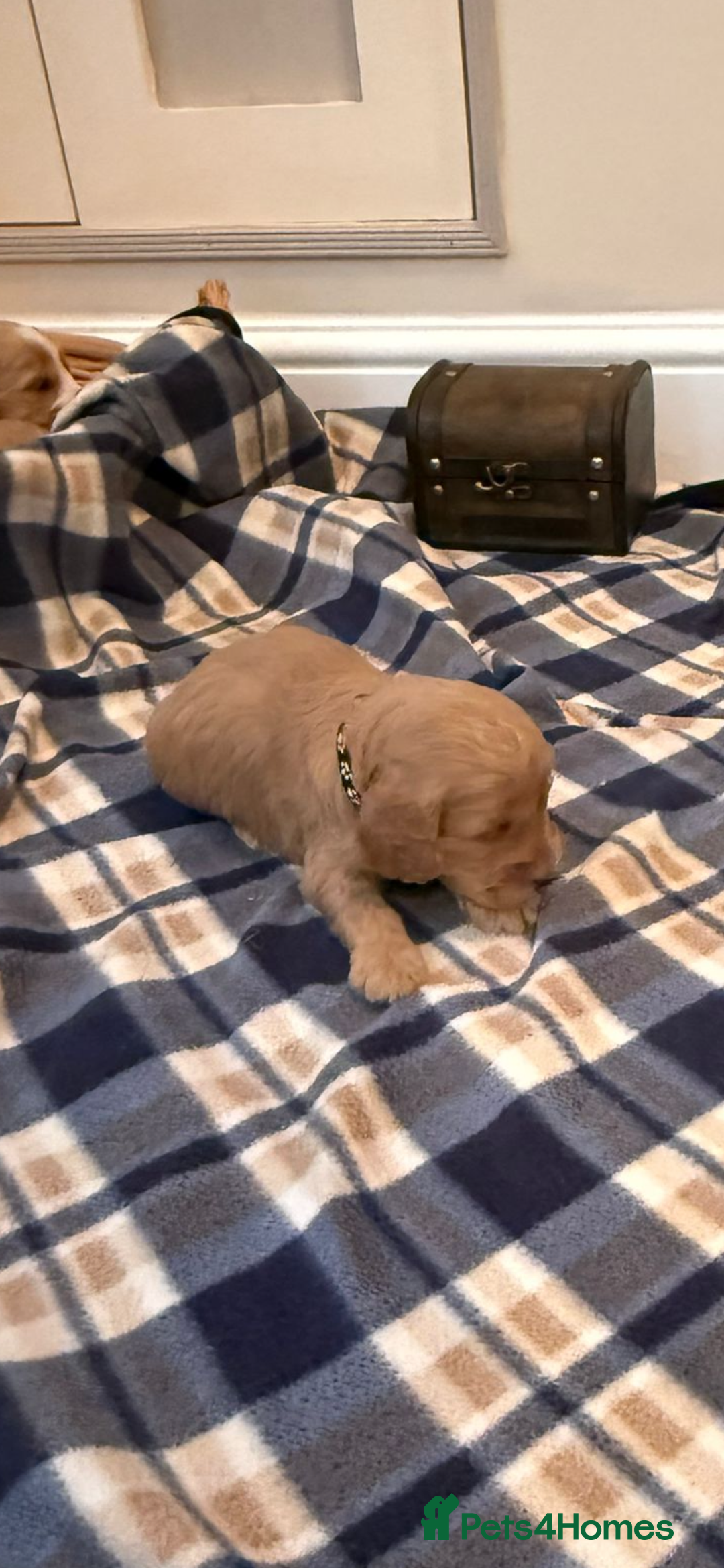 Cockapoo dogs for sale: Beautiful Golden Cockerpoo Puppies 2 Girl & 4 Boy - Image 29