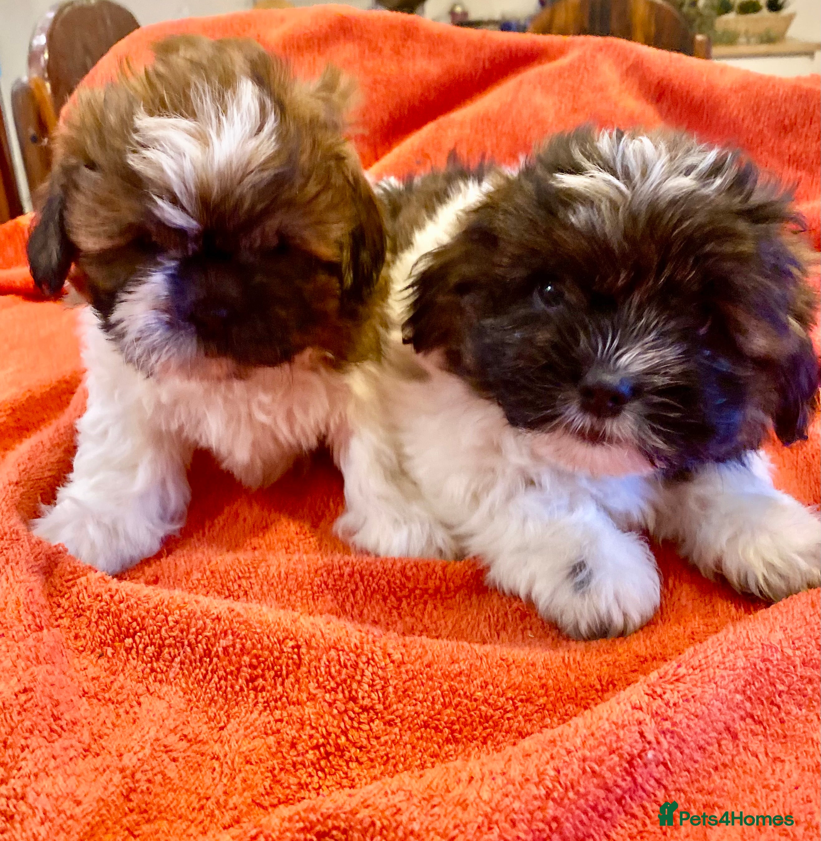 Shihpoo dogs ADORABLE SHIPOO PUPPIES - Advert 8
