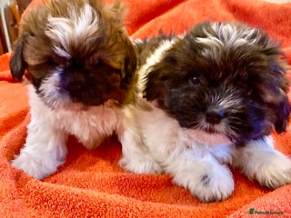 Shihpoo dogs ADORABLE SHIPOO PUPPIES - Advert 10
