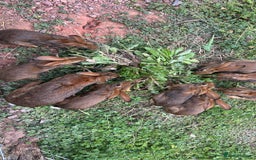 Belgian Hares rabbits for sale: Belgian hares  - Image 1