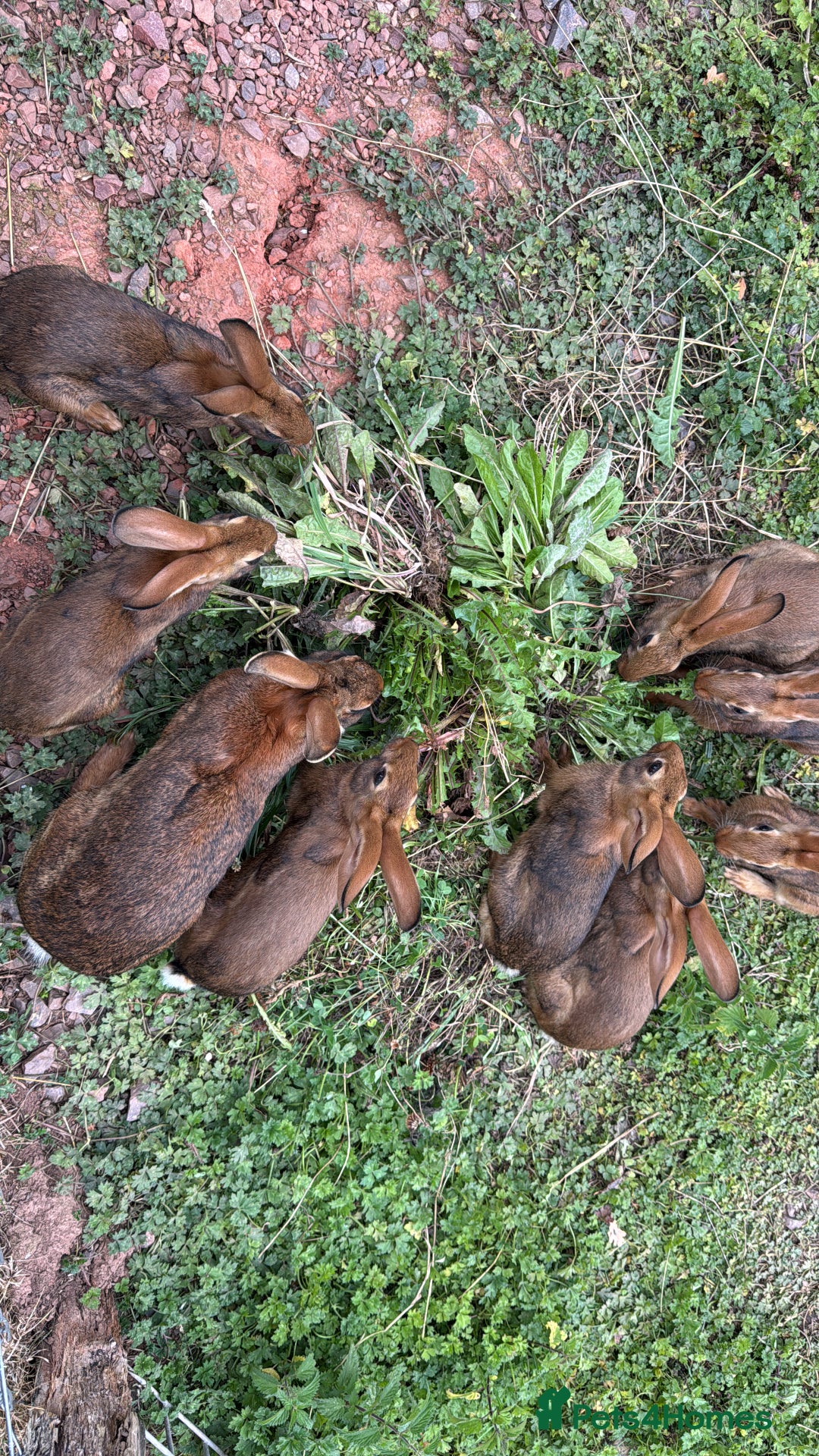 Belgian Hares rabbits for sale: Belgian hares  - Image 1