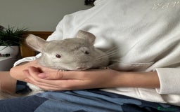 Chinchilla rodents for sale: 2 Male Brothers To Stay Together 8 Months Old - Advert 1