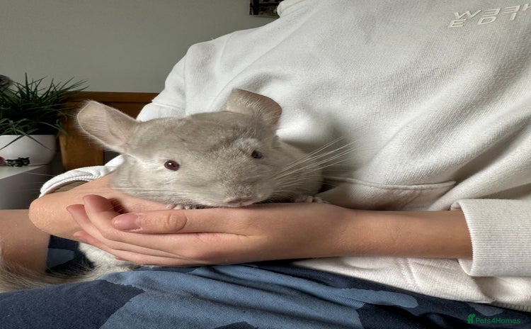 Chinchilla rodents 2 Male Brothers To Stay Together 8 Months Old - Advert 3