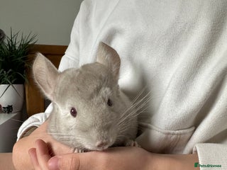 Chinchilla rodents for sale: 2 Male Brothers To Stay Together 8 Months Old - Advert 1
