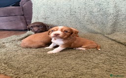 Cocker Spaniel dogs for sale: Kc registered Cocker Spaniel  - Image 15