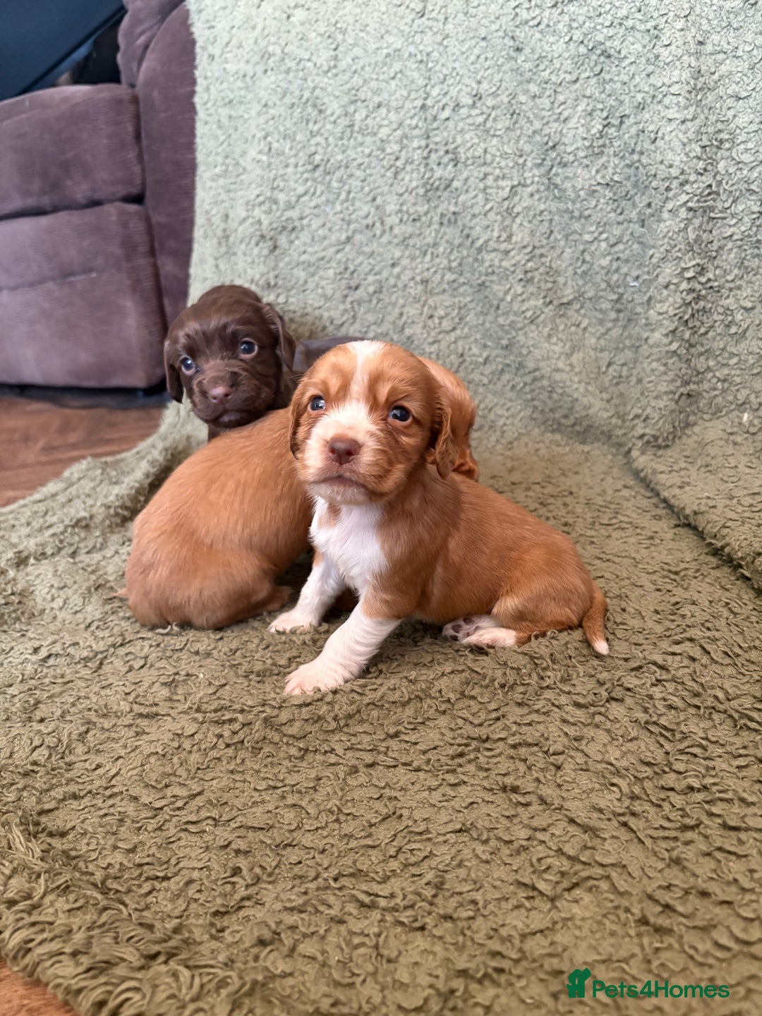 Cocker Spaniel dogs for sale: Kc registered Cocker Spaniel  - Image 15