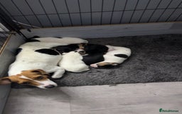 Jack Russell dogs for sale: Jack Russell puppy’s  - Image 1