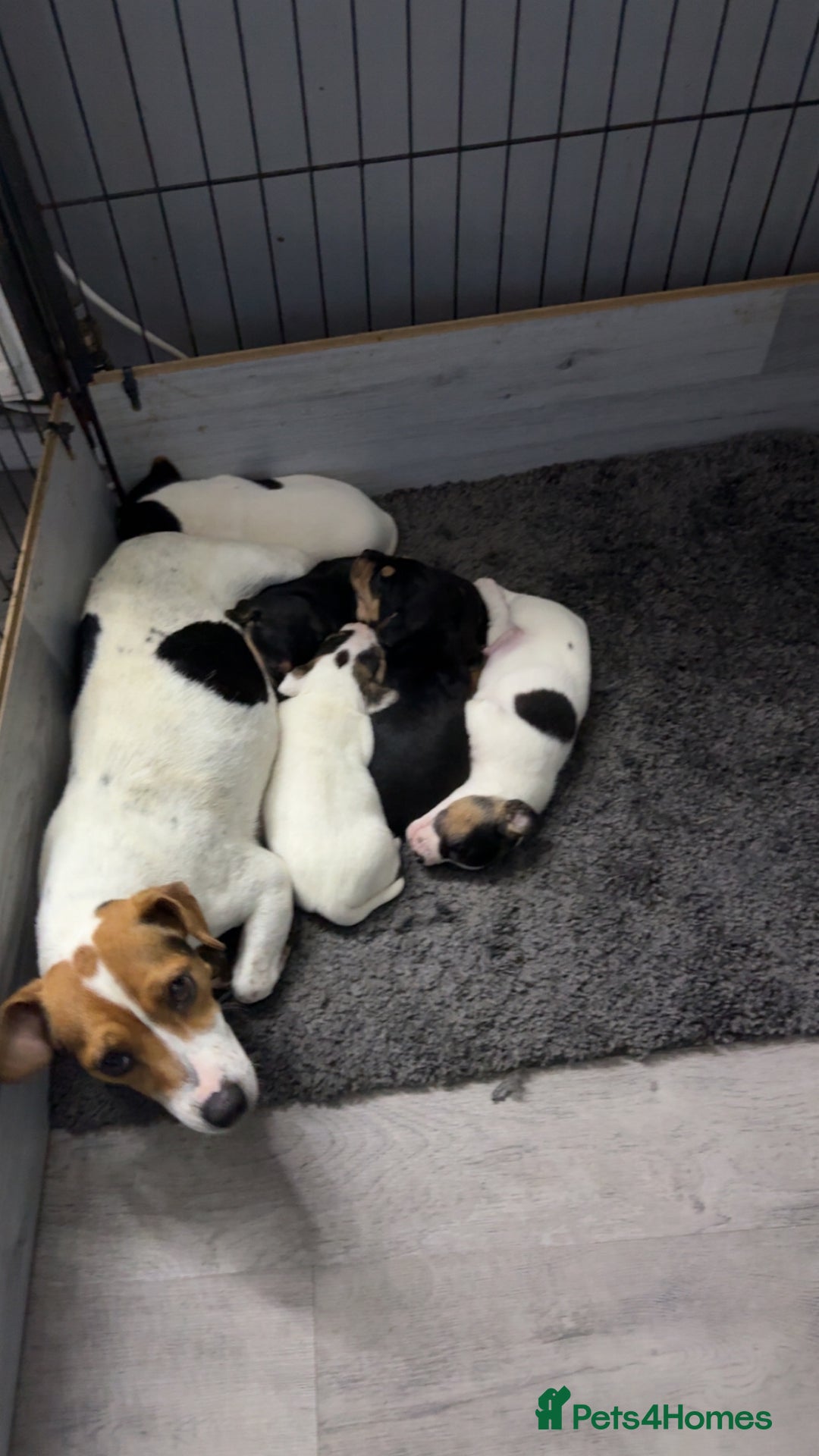 Jack Russell dogs for sale: Jack Russell puppy’s  - Image 1