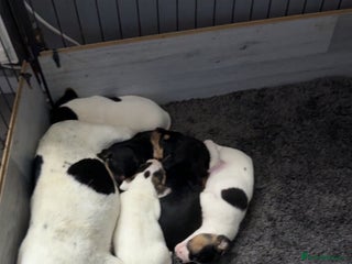 Jack Russell dogs - Advert 1