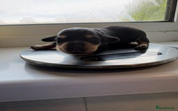 Mixed Breed dogs for sale: Doxie poo puppies - Image 29