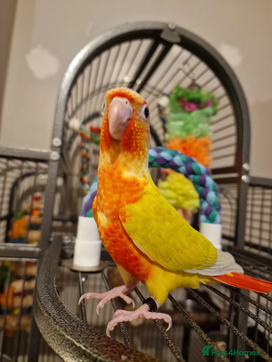 Conures birds for sale: Beautiful fully hand reared conure baby's  - Advert 21