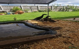 Ducks poultry for sale: 3 ducks for sale - Image 3