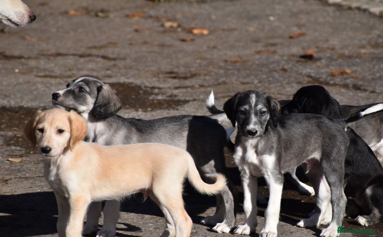 Saluki dogs - Advert 1