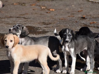 Saluki dogs - Advert 2