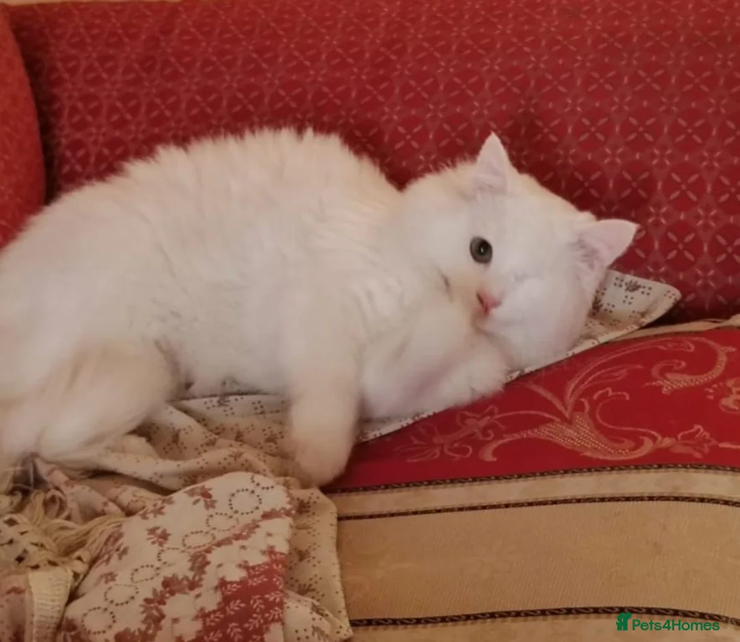 Mixed Breed cats for adoption: MIX TURKISH BONDED BOYS LUKI(White) JUNO NEUTERED  - Advert 8