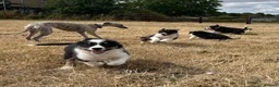 Border Collie dogs for sale: Boarder collie puppies  - Advert 5