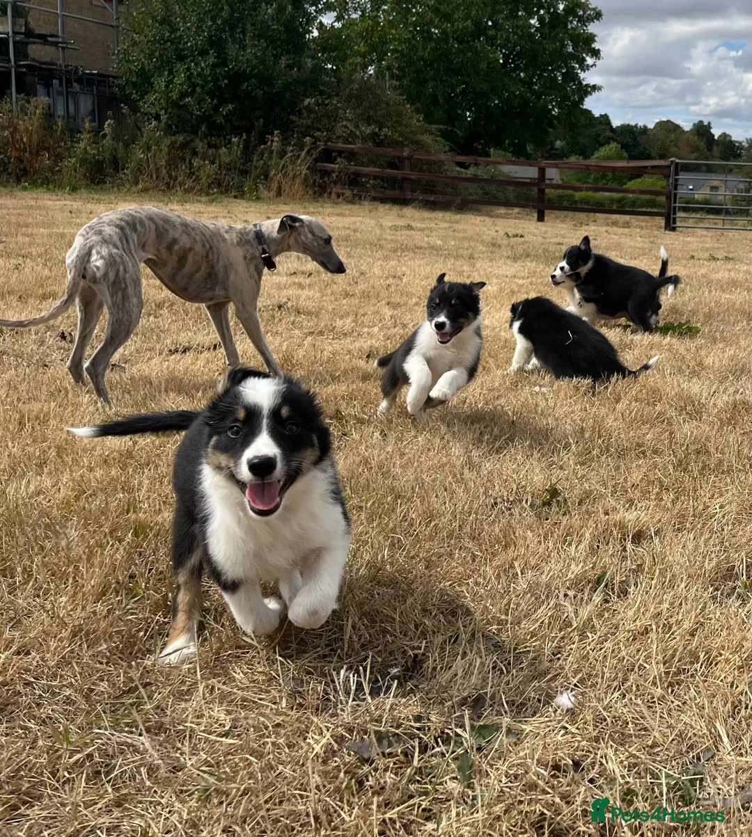 Border Collie dogs for sale: Boarder collie puppies  - Advert 5