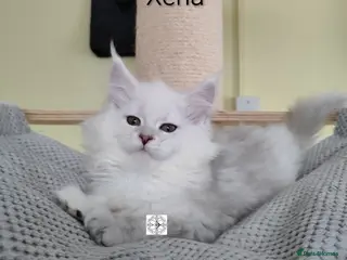 Maine Coon cats Unique maine coon kittens ❤️ - Advert 12