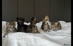 Mixed Breed cats for sale: Siberian x British Shorthair Kittens 💞 - Image 4