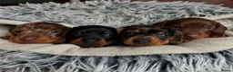 Miniature Dachshund dogs for sale: Smooth haired Dachshund puppies. - Advert 8