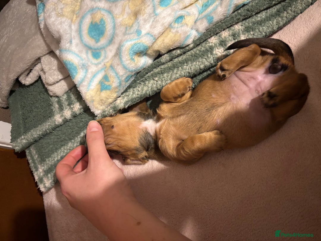 Miniature Dachshund dogs for sale: Miniature dachshund (1 girl left) - Advert 11