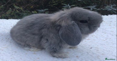 Mini Lop rabbits Mini lop buck - Advert 9