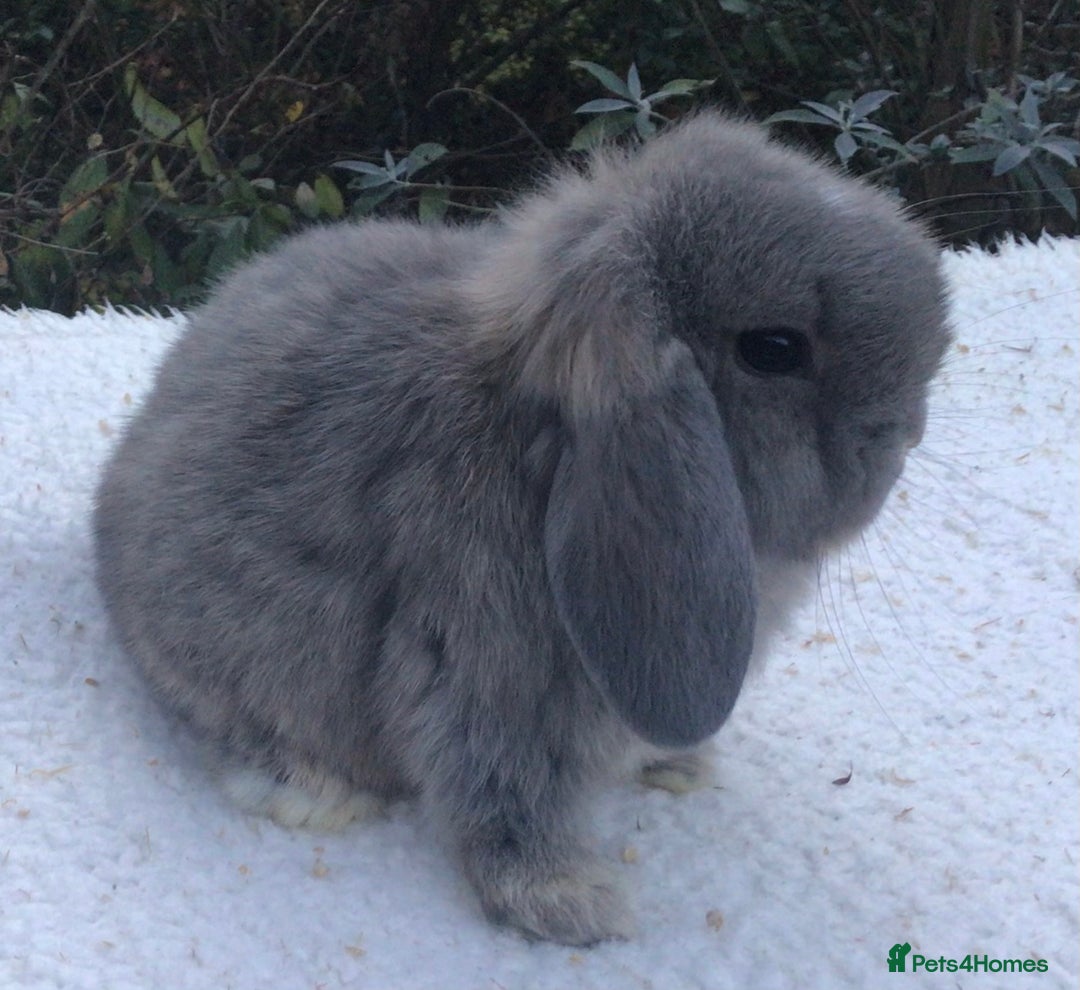 Mini Lop rabbits for sale: Mini lop buck - Advert 3