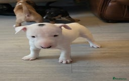 Miniature Bull terrier dogs for sale: Miniature Bull Terrier  - Image 22